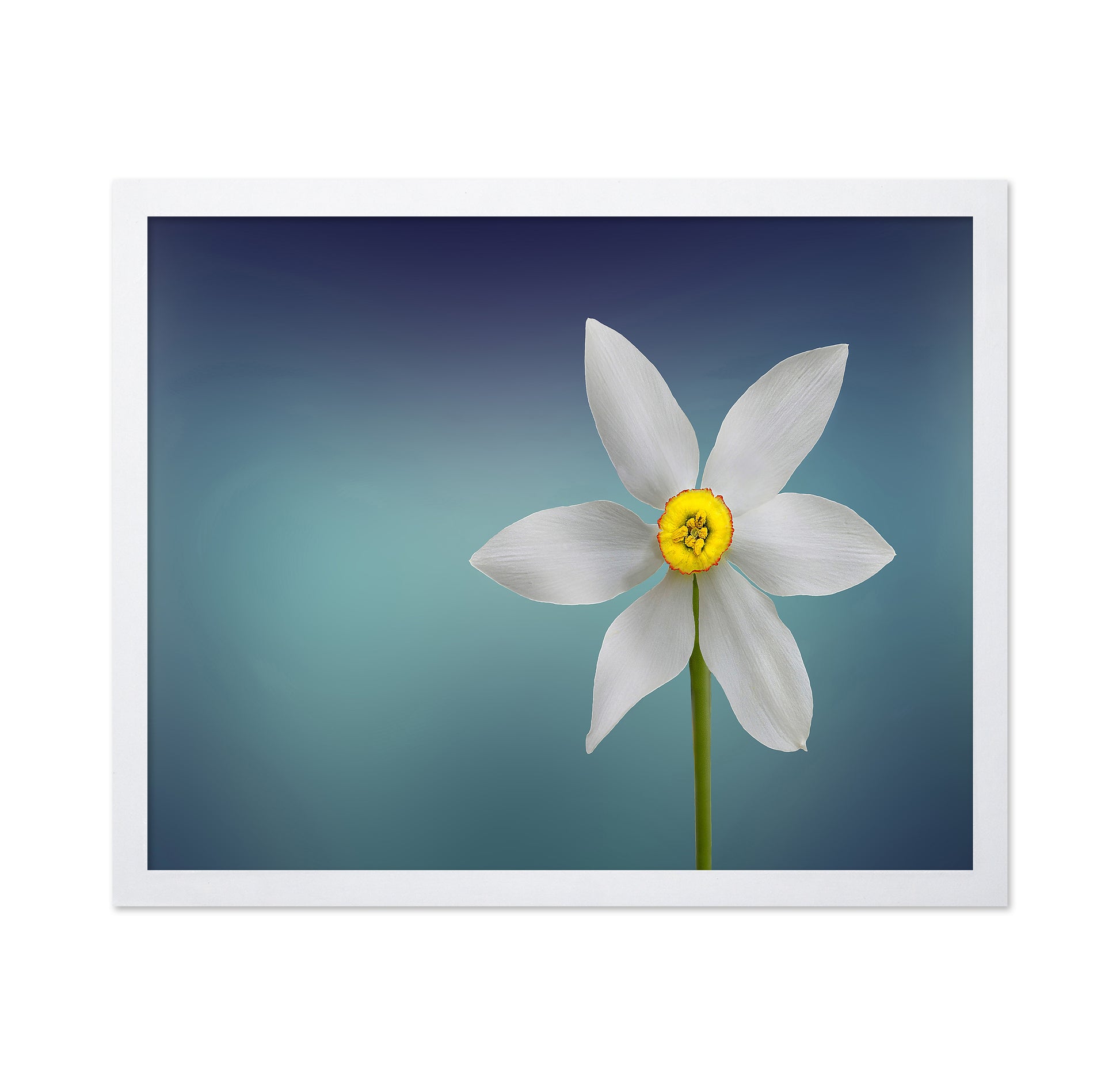 Flower Of Paradise