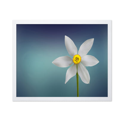 Flower Of Paradise