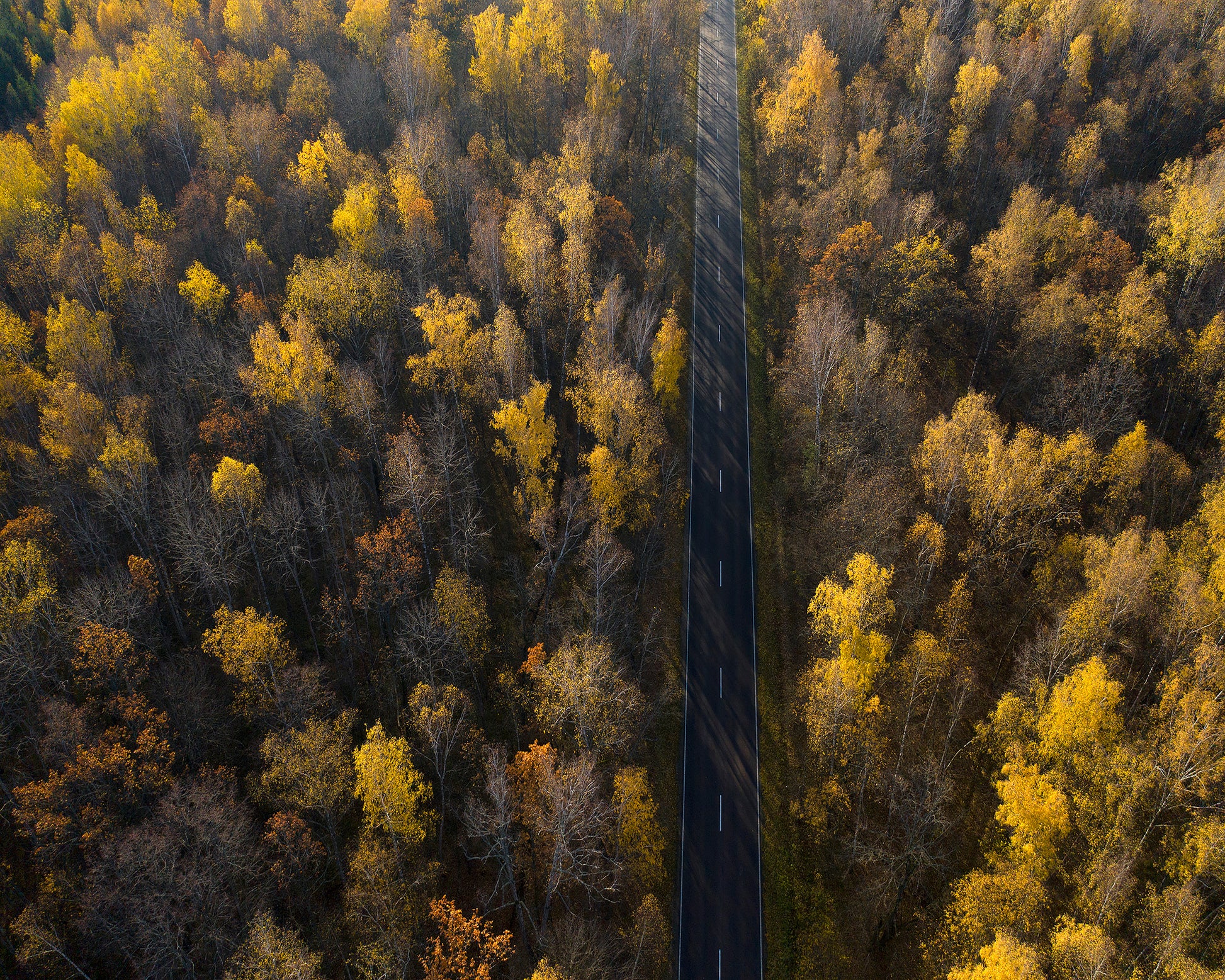 Autumn Forest Road