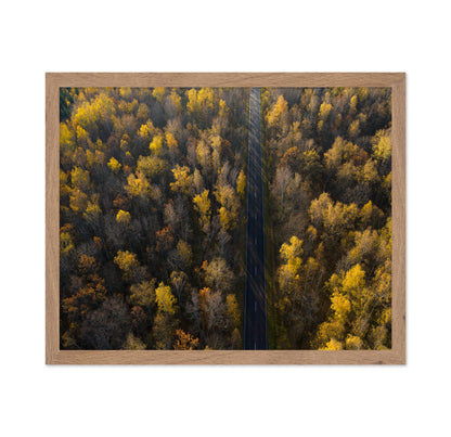 Autumn Forest Road