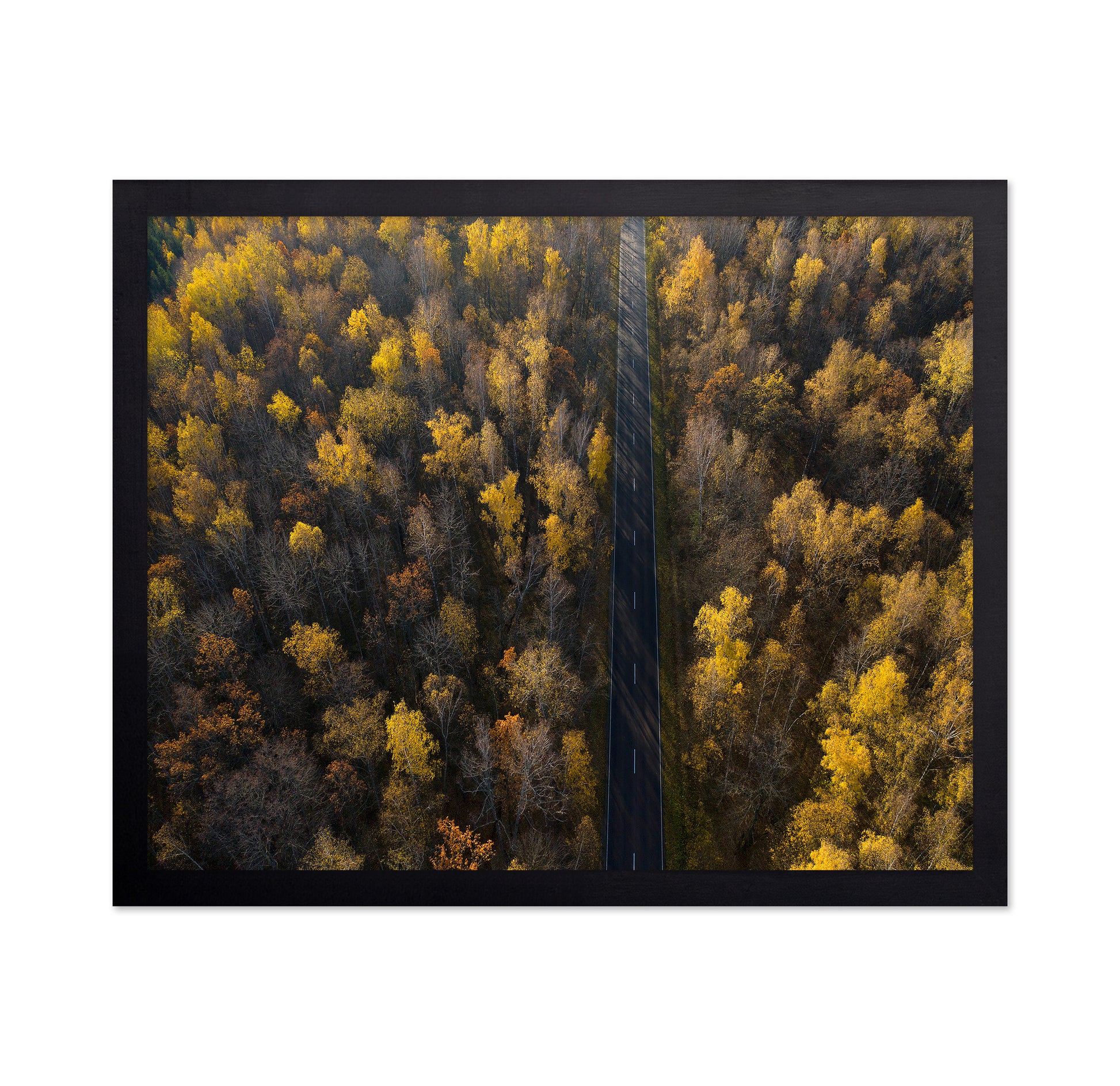 Autumn Forest Road