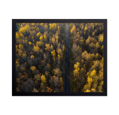 Autumn Forest Road