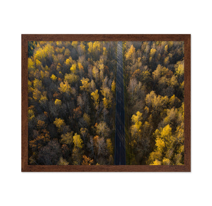 Autumn Forest Road