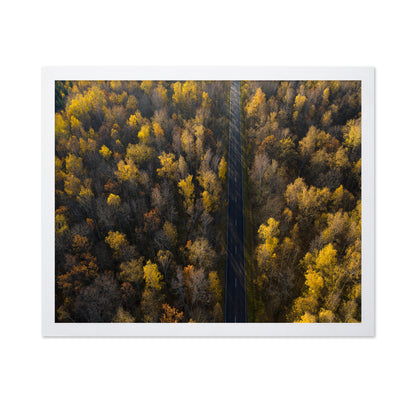 Autumn Forest Road