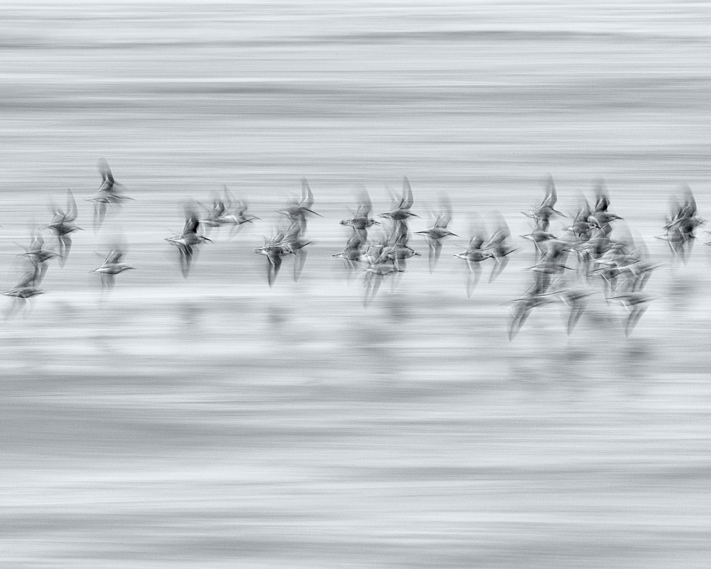 Silvery Flight
