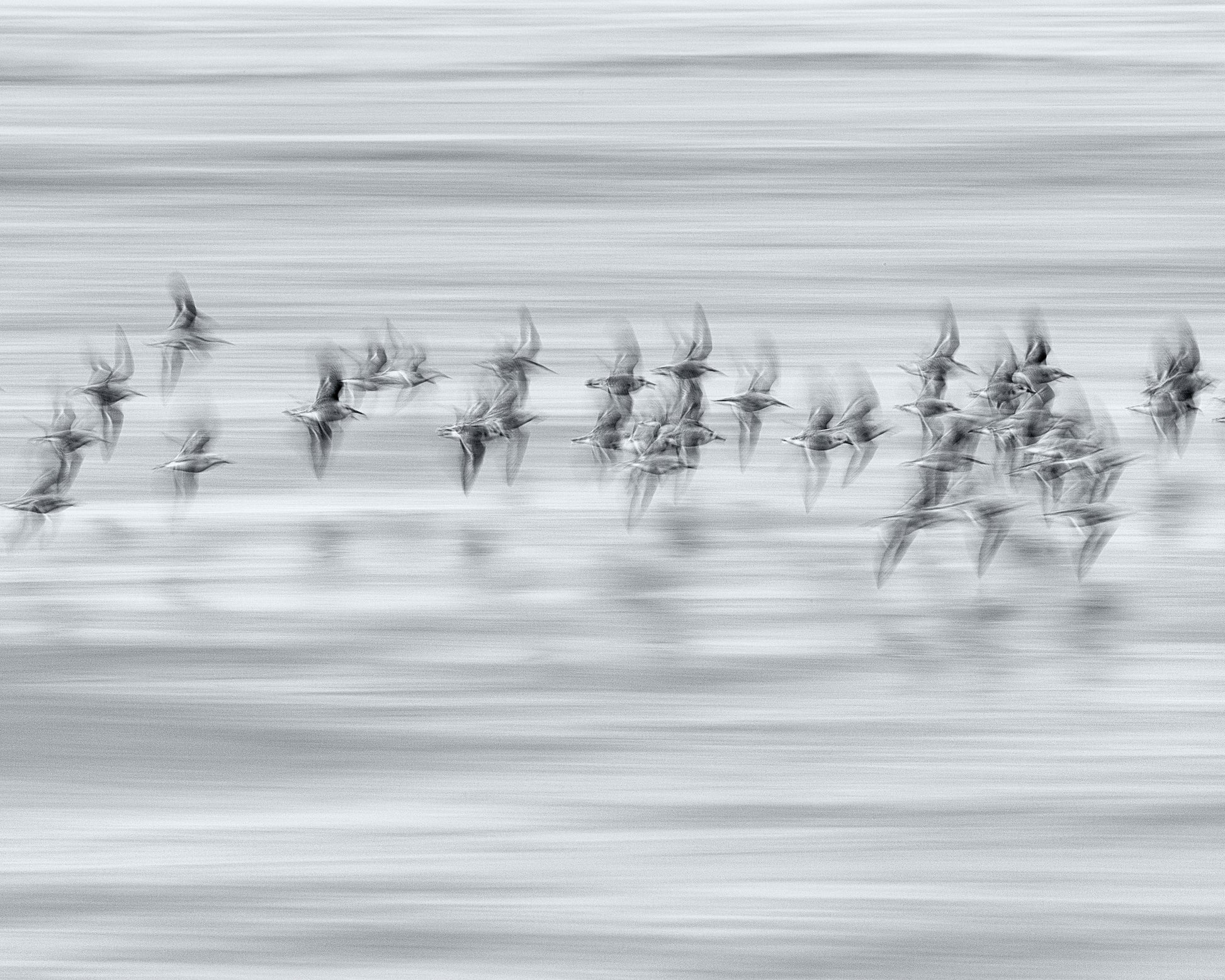Silvery Flight