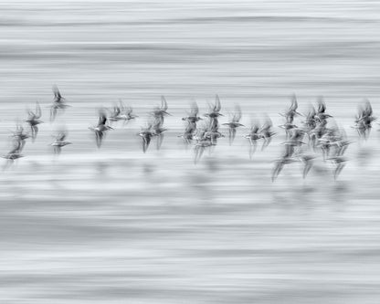 Silvery Flight