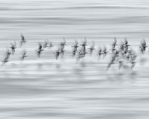 Silvery Flight