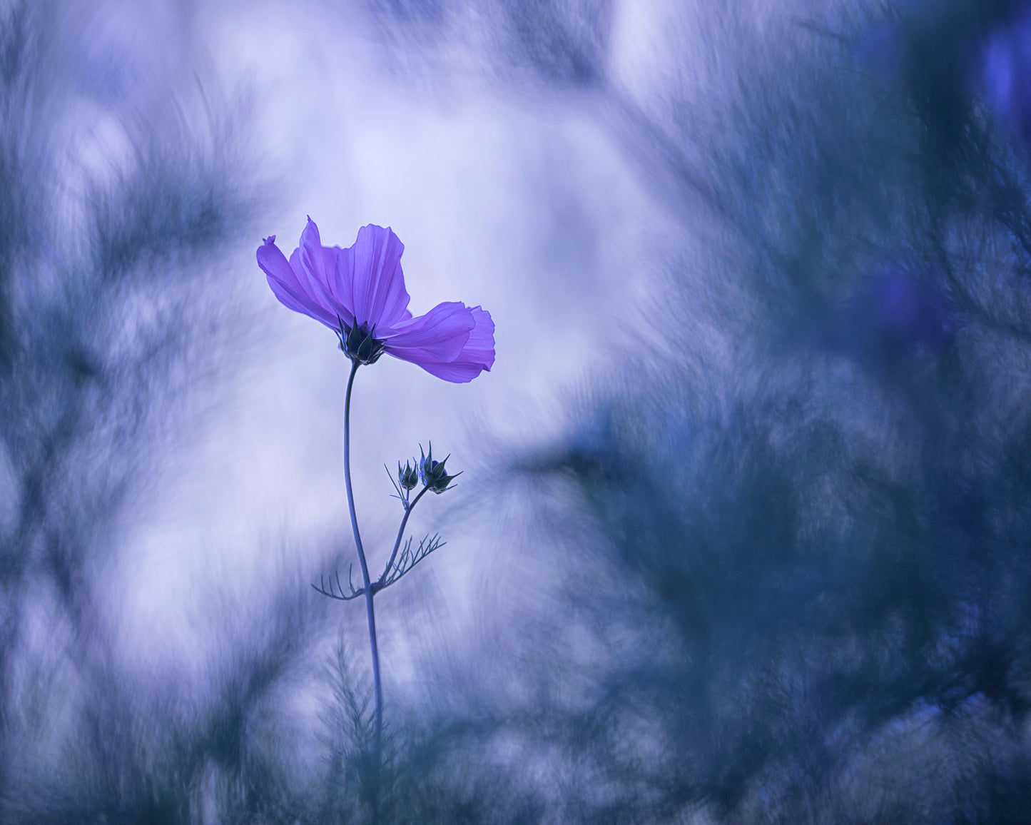Cosmos Flower