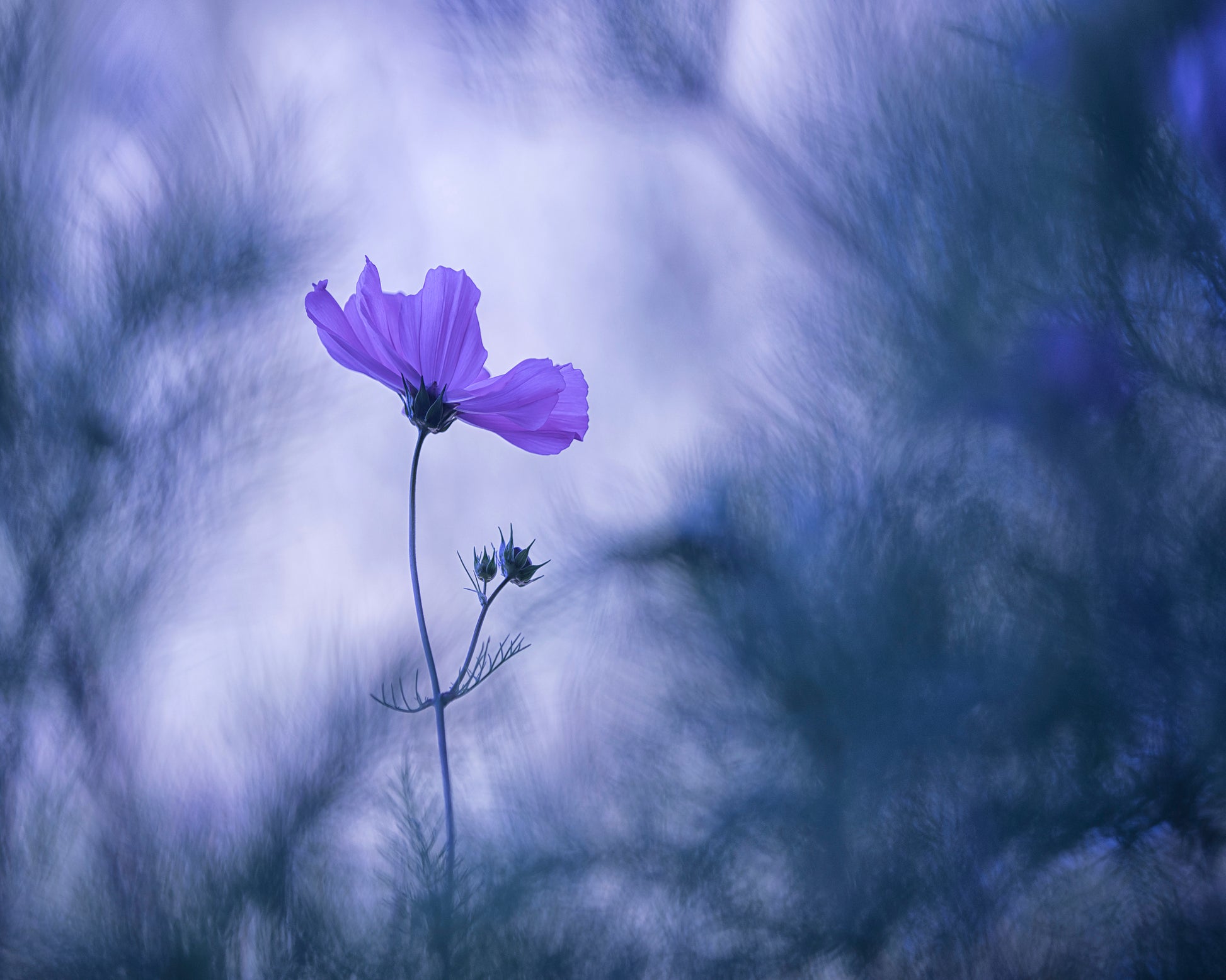 Cosmos Flower