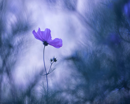 Cosmos Flower