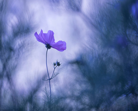 Cosmos Flower
