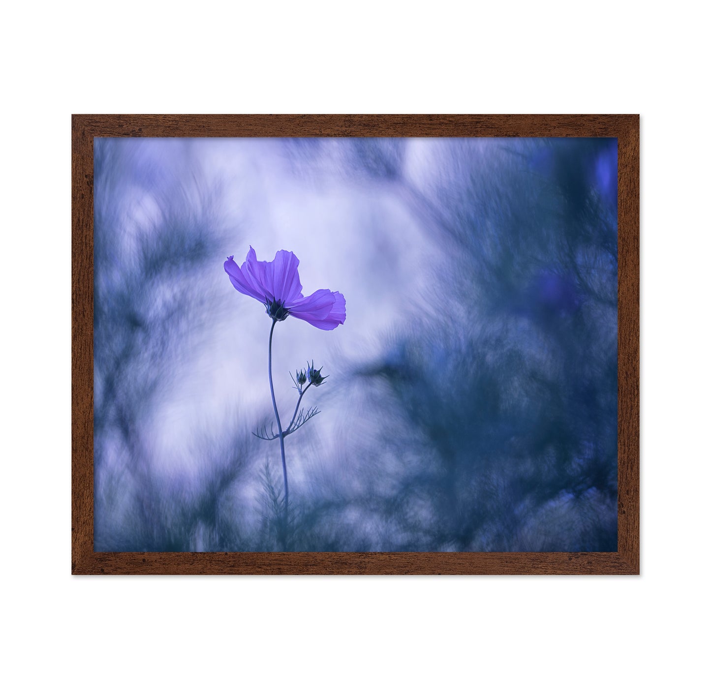 Cosmos Flower