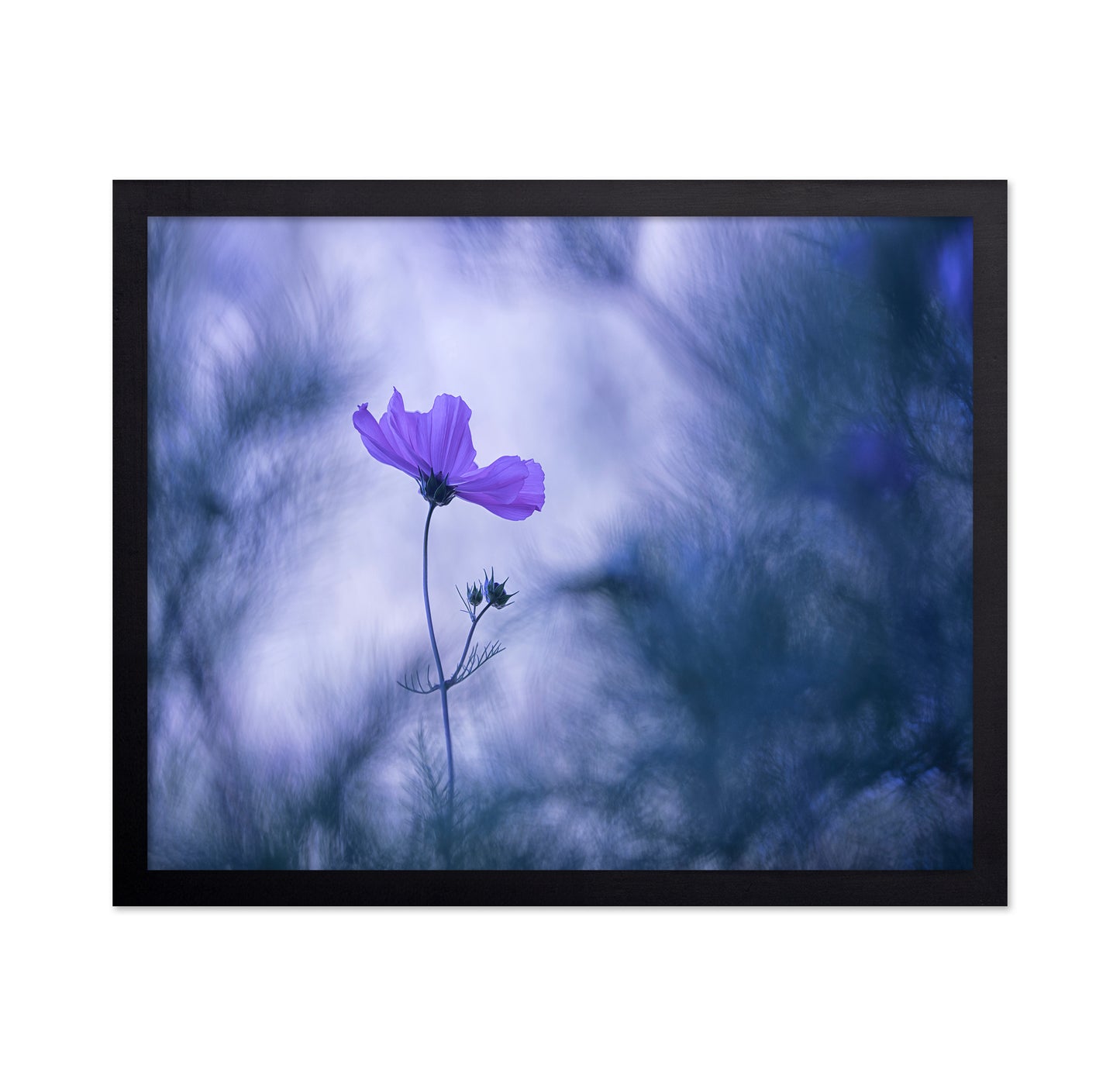 Cosmos Flower