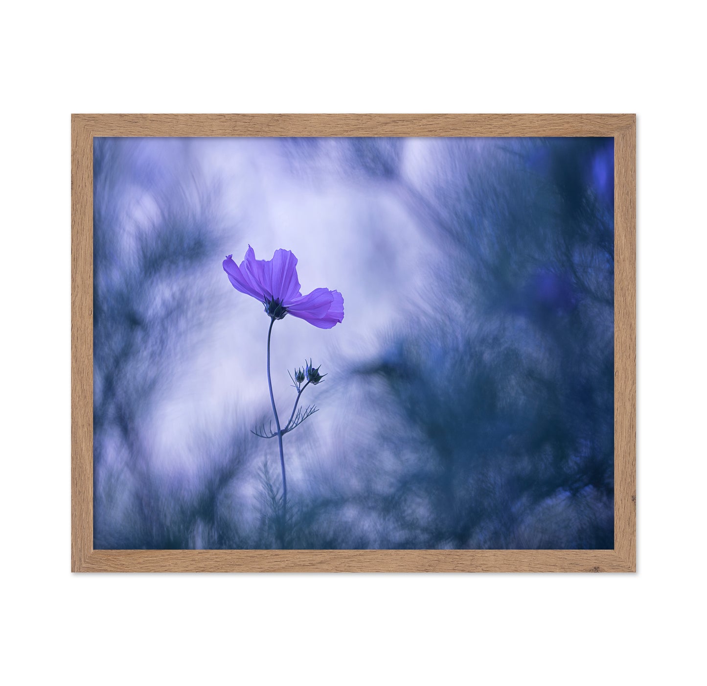 Cosmos Flower