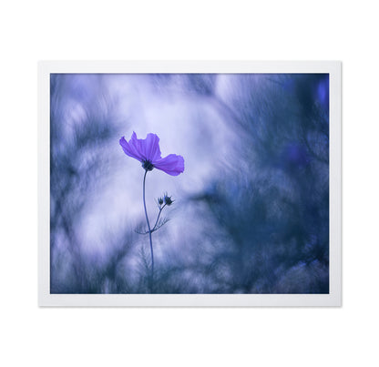 Cosmos Flower