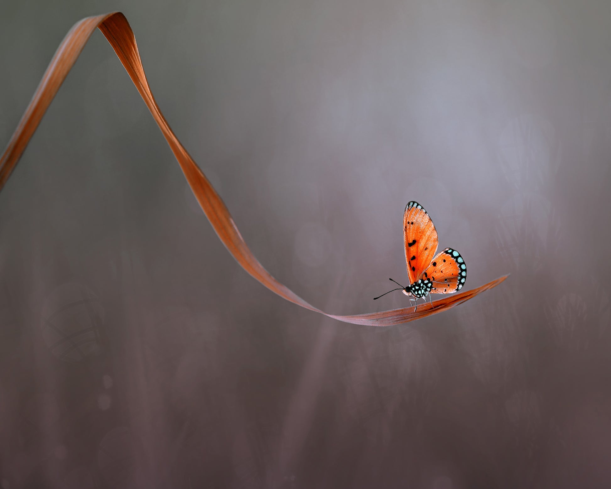 Lonely Orange