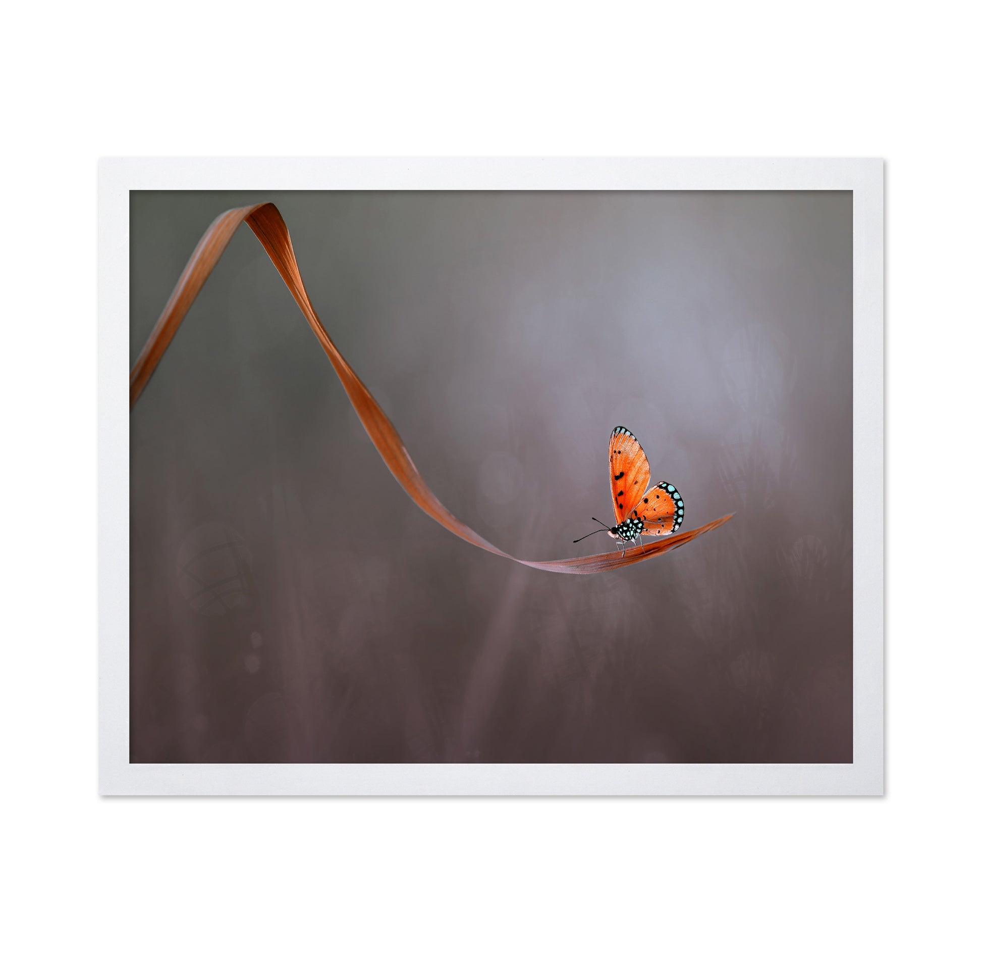 Lonely Orange