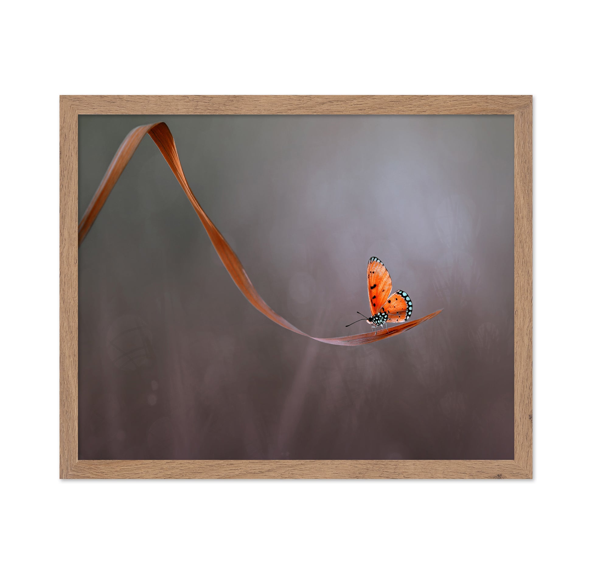 Lonely Orange