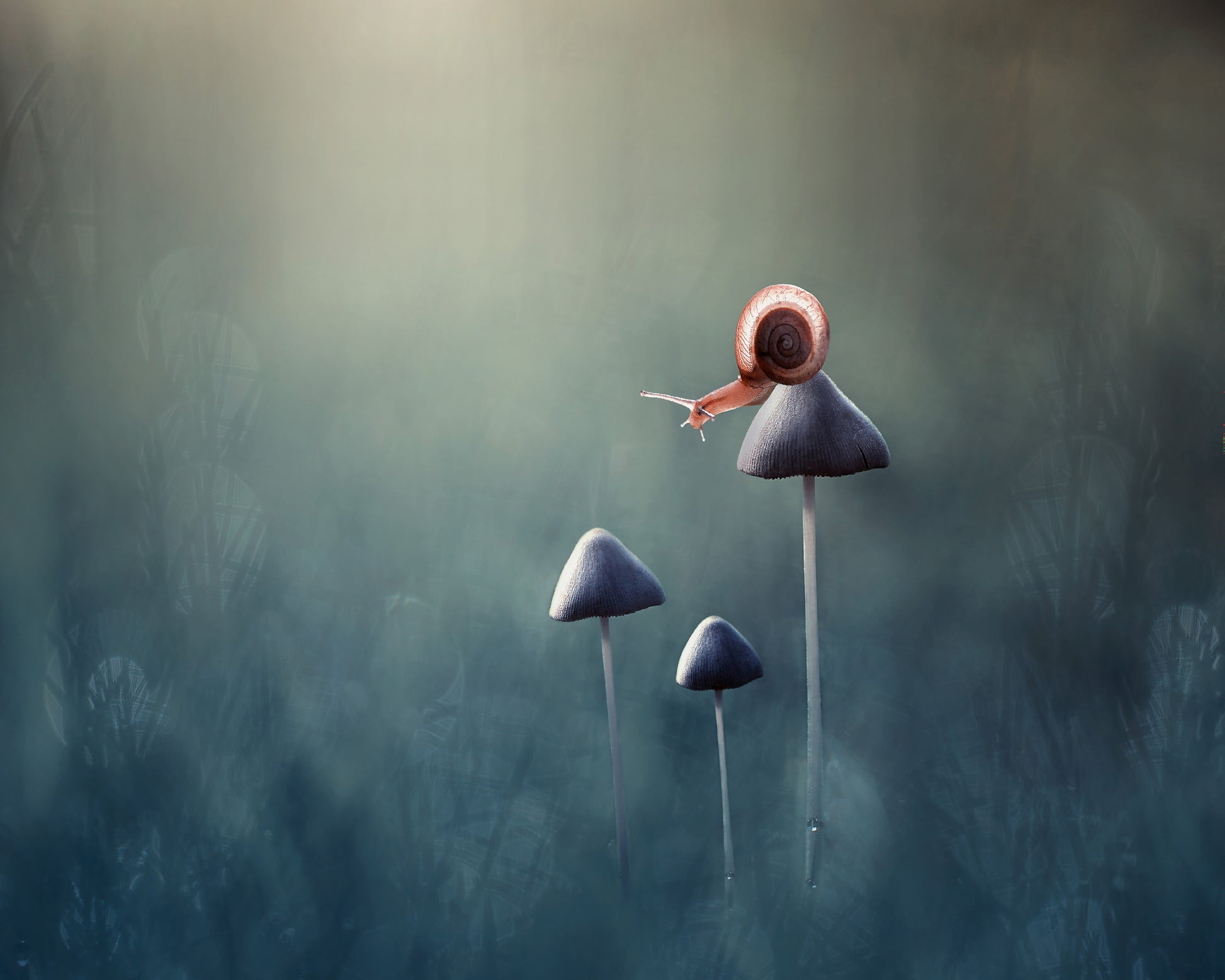 Snail on Mushroom