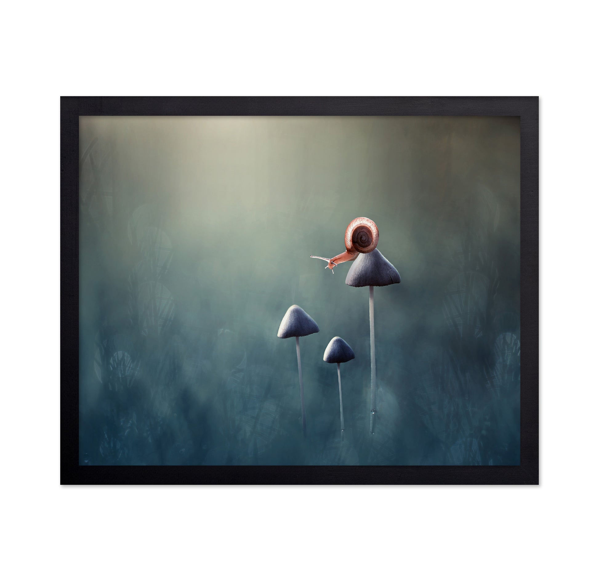 Snail on Mushroom