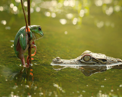 Frog and Crocodile