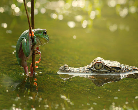 Frog and Crocodile