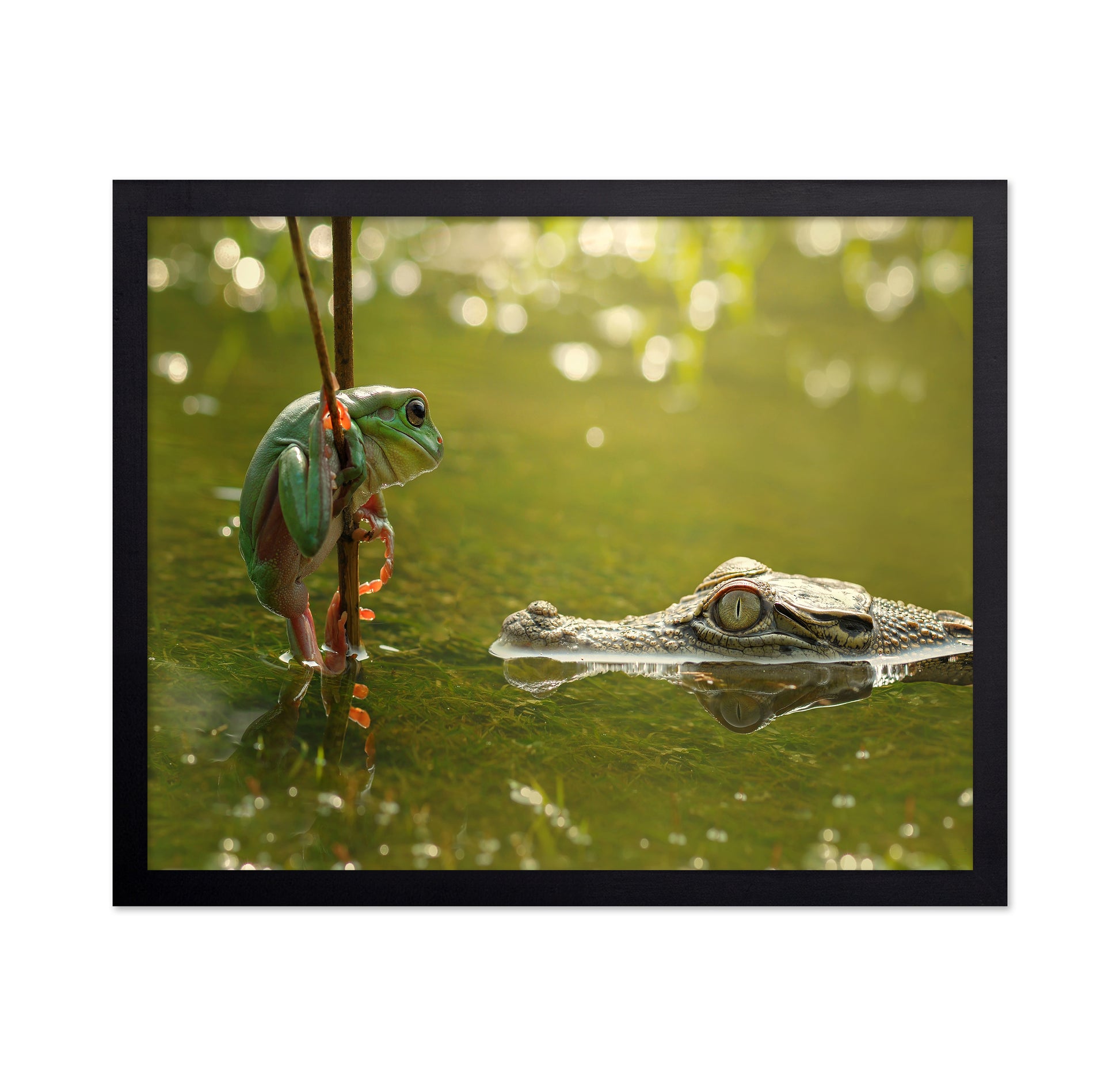 Frog and Crocodile