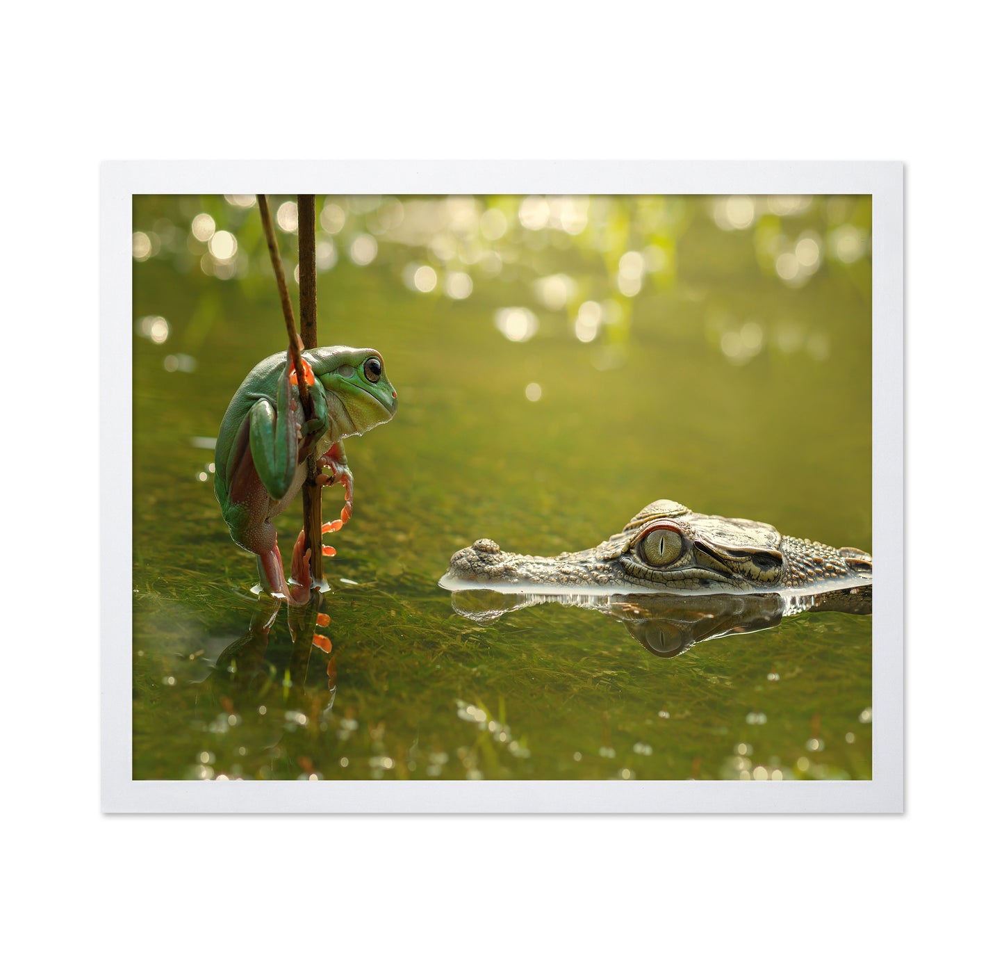 Frog and Crocodile