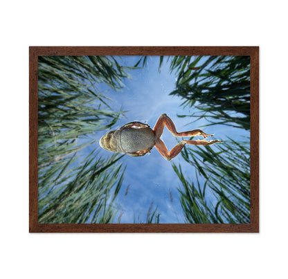 Jump In The Reeds