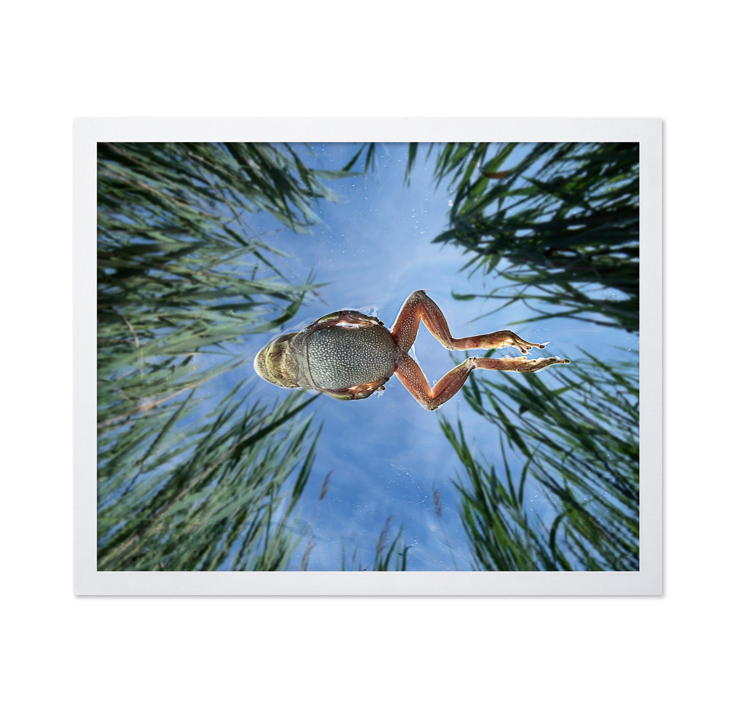 Jump In The Reeds