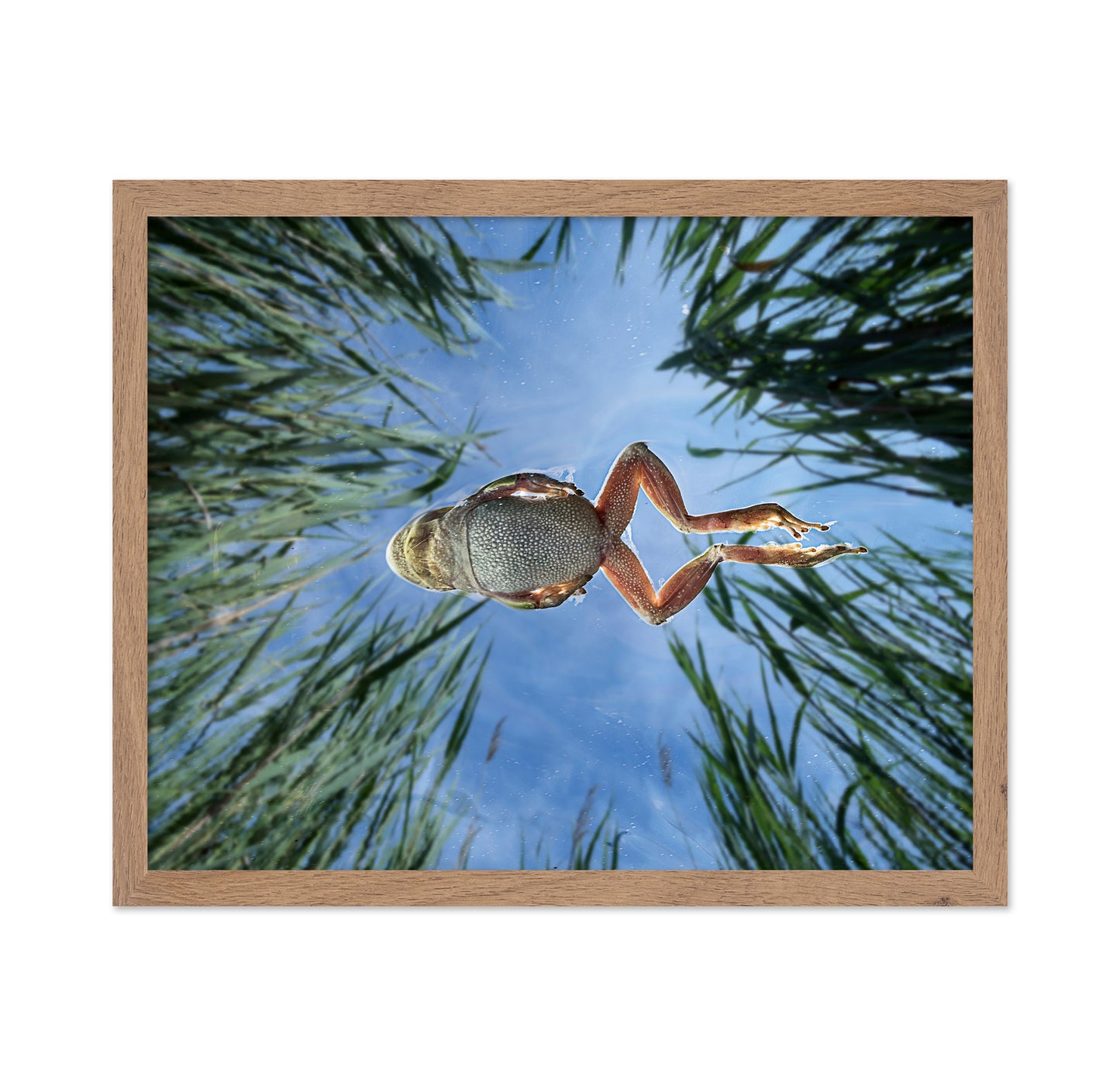 Jump In The Reeds