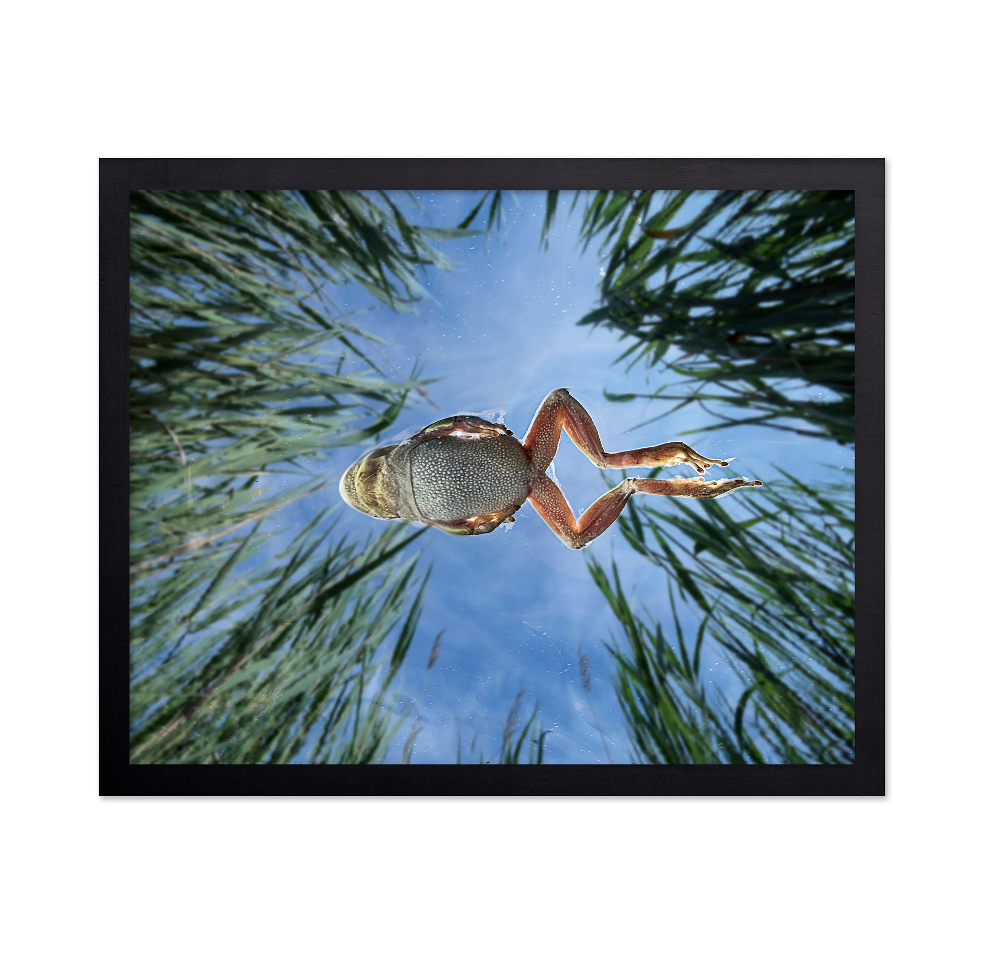 Jump In The Reeds