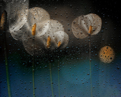 Water Drops and Lilies