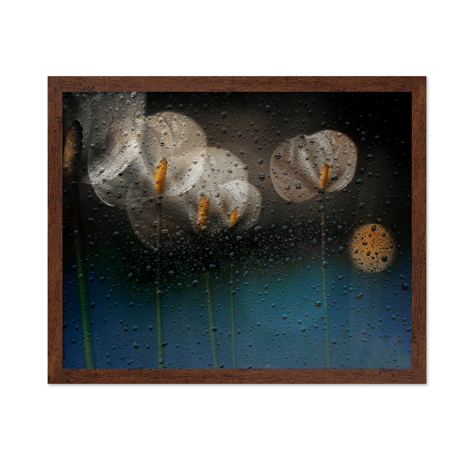 Water Drops and Lilies