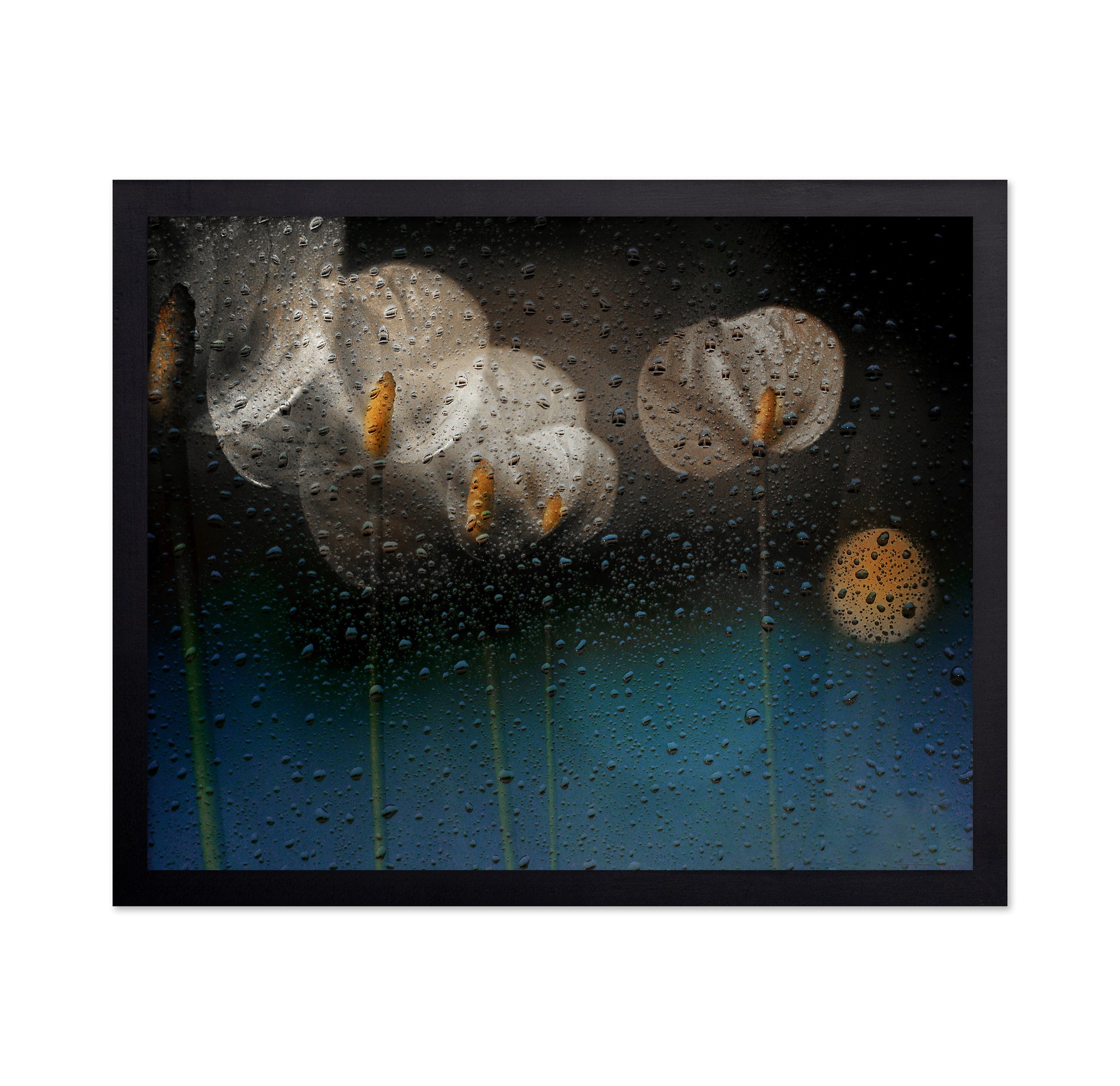 Water Drops and Lilies