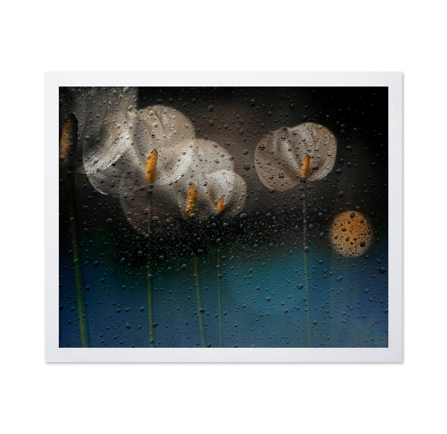 Water Drops and Lilies