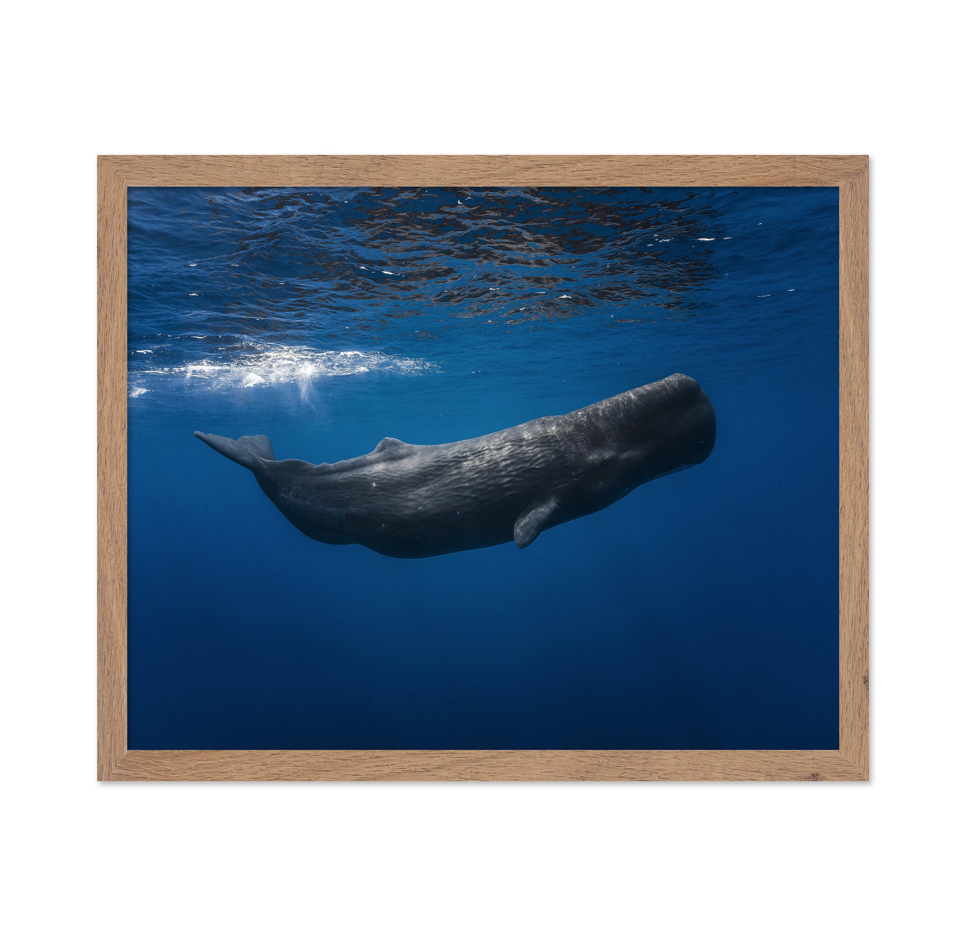 Sperm Whale
