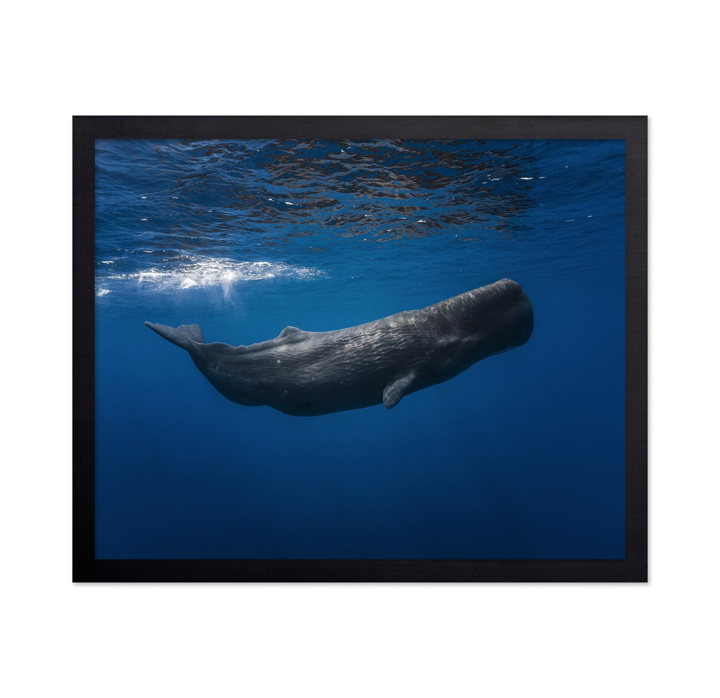 Sperm Whale