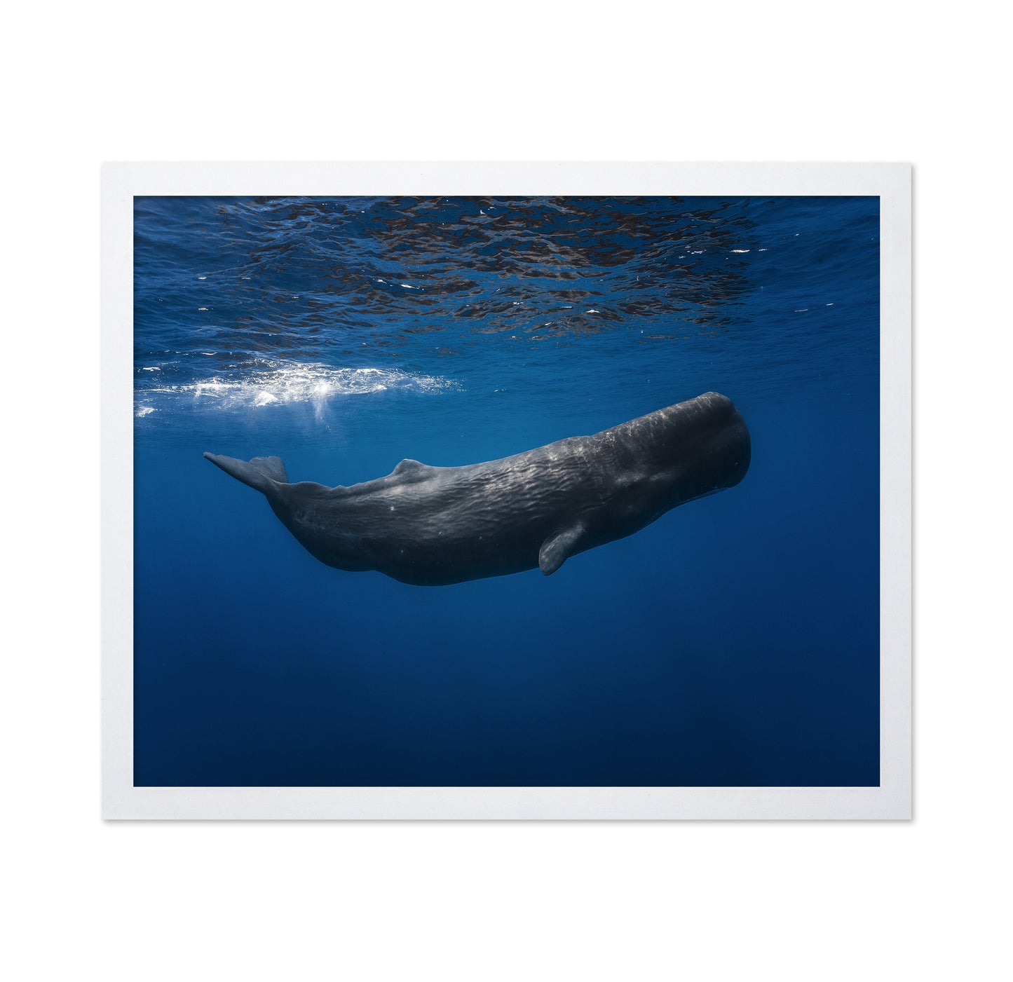 Sperm Whale