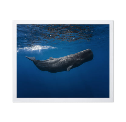 Sperm Whale