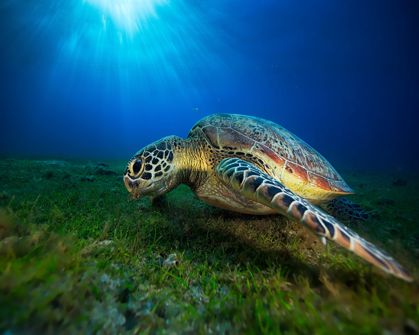 Green Turtle No 1
