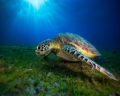 Green Turtle No 1