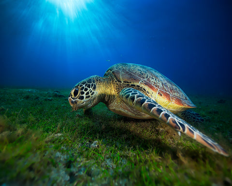 Green Turtle No 1