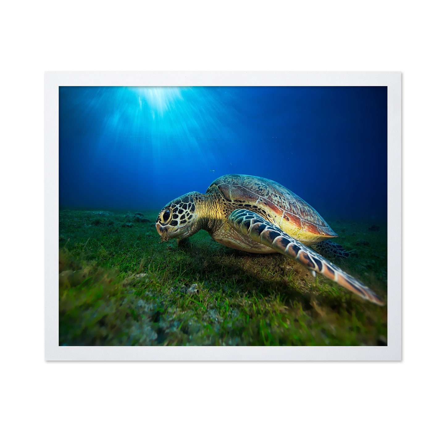 Green Turtle No 1