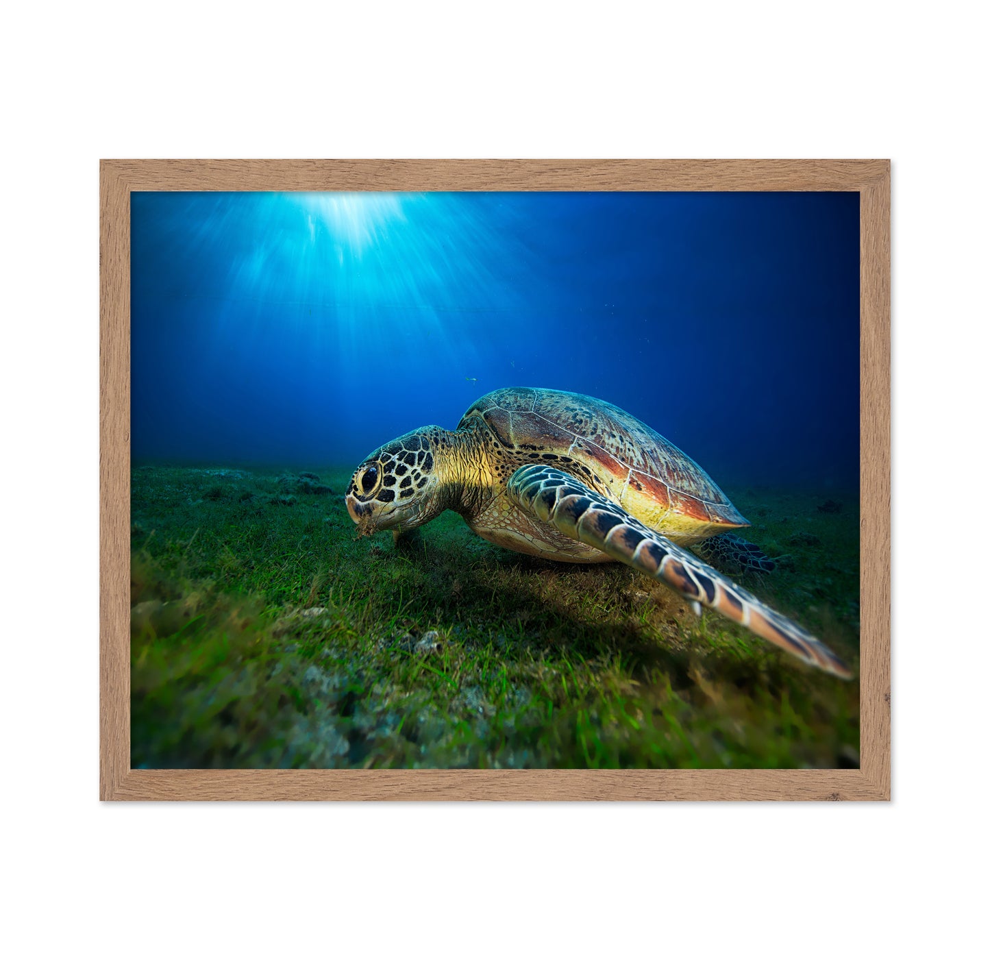 Green Turtle No 1