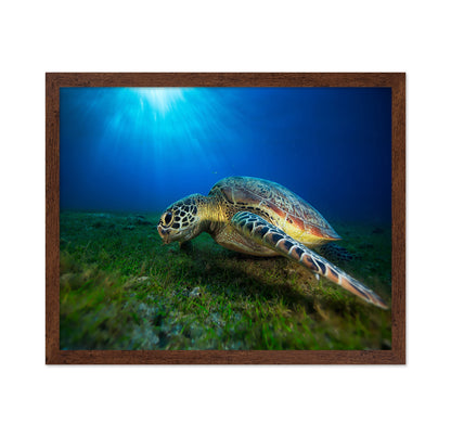 Green Turtle No 1