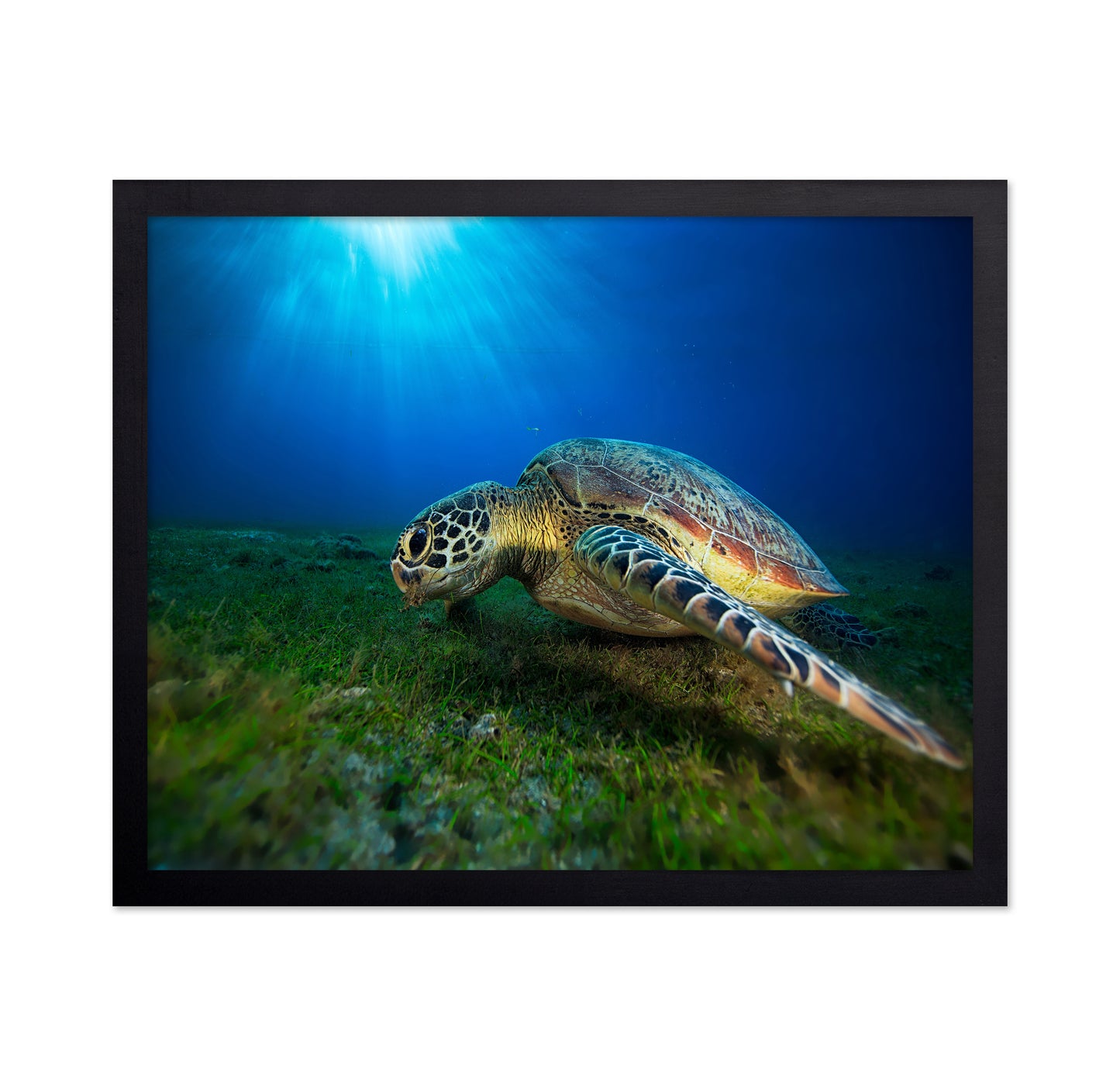 Green Turtle No 1