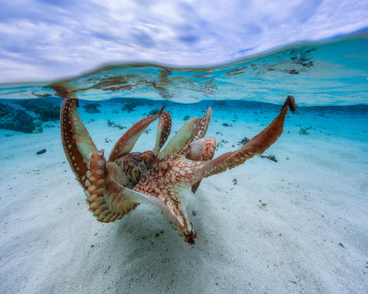 Underwater Octopus