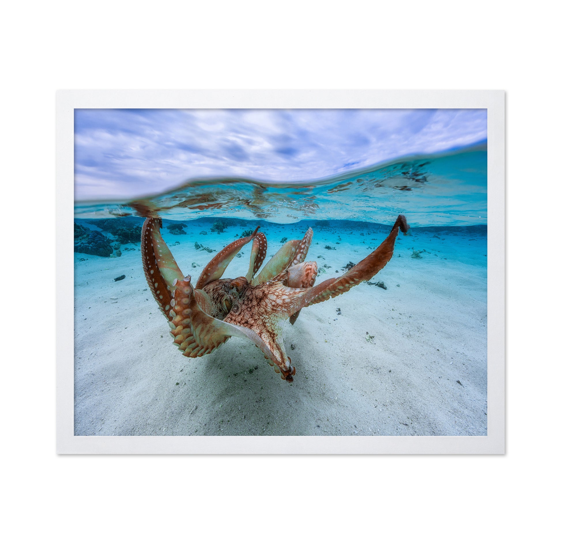 Underwater Octopus